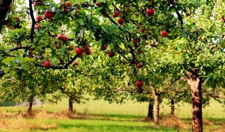Künzinger Fruchtsäfte – Apfelernte 2023